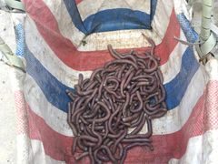 -北海金海湾红树林生态旅游区