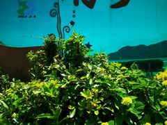 -朱家尖南沙景点