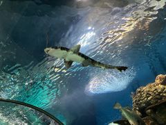 -上海海洋水族馆
