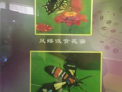 -上海昆虫博物馆