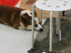 栗子-小梁哥云吞面(黄贝岭店)