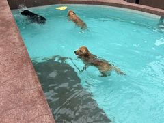 -帕帕拉兹宠物(亚洲旗舰店)