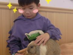 -猫猫幼稚园·撸猫·桌游·电玩
