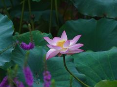 -深圳仙湖植物园