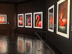 -罗红摄影艺术馆