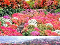 -贵州百里杜鹃风景名胜区