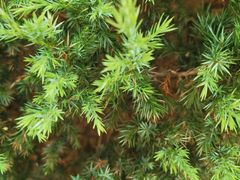 -延安杨家岭革命旧址