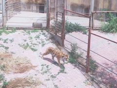 -大青山野生动物园