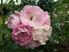 -人民公园(罗湖区)