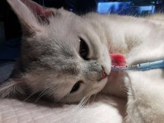 -伟伟宠物医院·CT影像中心·瑞派犬猫综合性门诊(汉口总院)