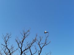 -陈记味道枣庄辣子鸡(佛山街总店)