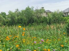 -杭州湾海上花田景区