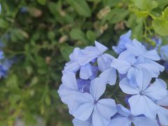 -东莞植物园