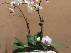 -粥旺庄(芳村店)