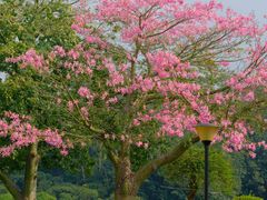 -东莞植物园