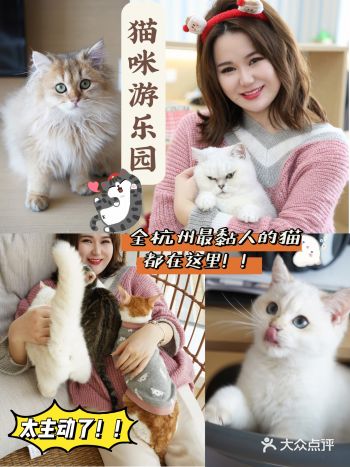 杭州新店|全杭州黏人的猫都在这家猫咖