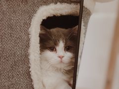 -猫腻·猫咖·撸猫馆(星光大道店)