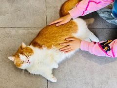 -飞行喵MR PILOT|猫舍·猫咖(静安大融城店)