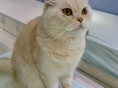 -喵的天空名猫咖啡馆·撸猫·猫舍·用品