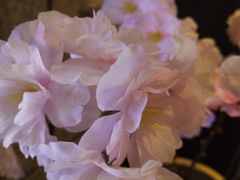 -严厨老坛酸菜鱼(吴江万宝店)