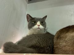 -猫儿山۰猫主题餐厅