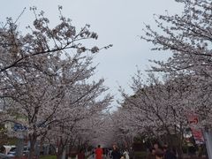 -高东镇樱花园