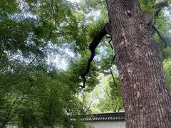 -秋霞圃