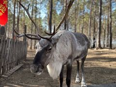 -北极村旅游风景区