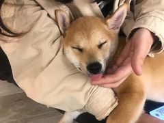 -浣熊柯尔鸭土拨鼠·电玩咖