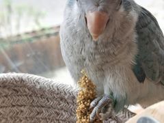 -吉丁鸟咖·异宠·寄养