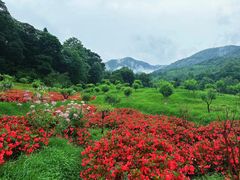 -广州市石门国家森林公园