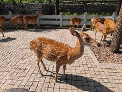 -北京野生动物园