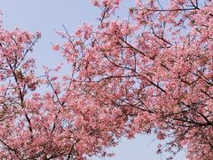 -天适樱花悠乐园