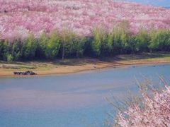 -贵州百里杜鹃风景名胜区