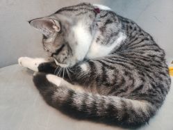 -卡卡喜糖伴手礼·商务礼宝宝礼·婚礼用品