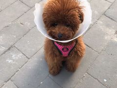 -康乐宝动物医院