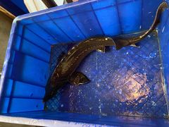 鲟鱼-忆乡情铁锅炖鱼饭店(延庆店)