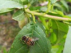 -樂桃源奉贤黄桃种植采摘基地
