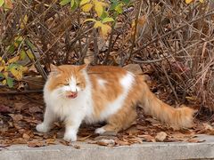 -北京西山国家森林公园