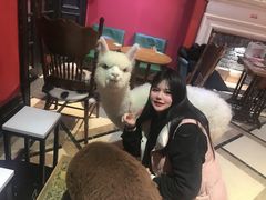 -猫色咖啡·猫咖