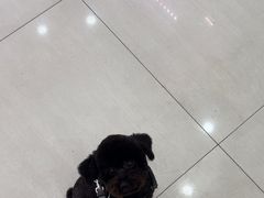 -天宠宠物医院24小时·急重症诊疗中心·全科·腔镜特色(和平分院)