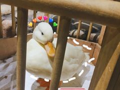 可达鸭-馬蘭花開(车站大道店)