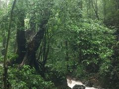-莫里热带雨林景区