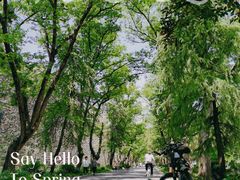 -梅花山(明孝陵内)