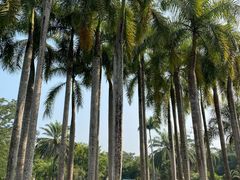 -中国科学院西双版纳热带植物园