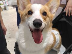 -FAELING PETS美天灵宠物(合生汇店)