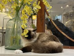 -共舞时光猫咖·狗咖(新街口店)