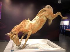-生命奥秘博物馆