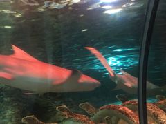 -悉尼海洋生物水族馆