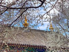 -护国法轮寺